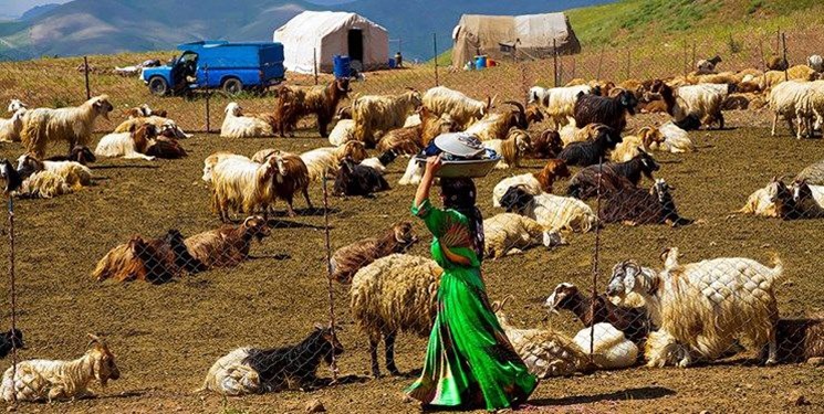 انعقاد قرارداد با عشایر همدان با هدف تولید گوشت قرمز