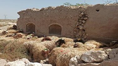قیمت جدید دام‌زنده ۱۳ بهمن‌ماه ۱۴۰۳ اعلام شد/ گوسفند و گوساله در تهران گران شد + جدول
