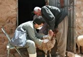 خدمات رایگان دامپزشکی به ۱۳ روستای محروم گیلان ارائه شد