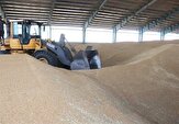 خرید ۱۱ هزار تن گندم کشاورزان استان بوشهر