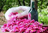 زیبایی صد چندان داراب در فصل برداشت گل محمدی