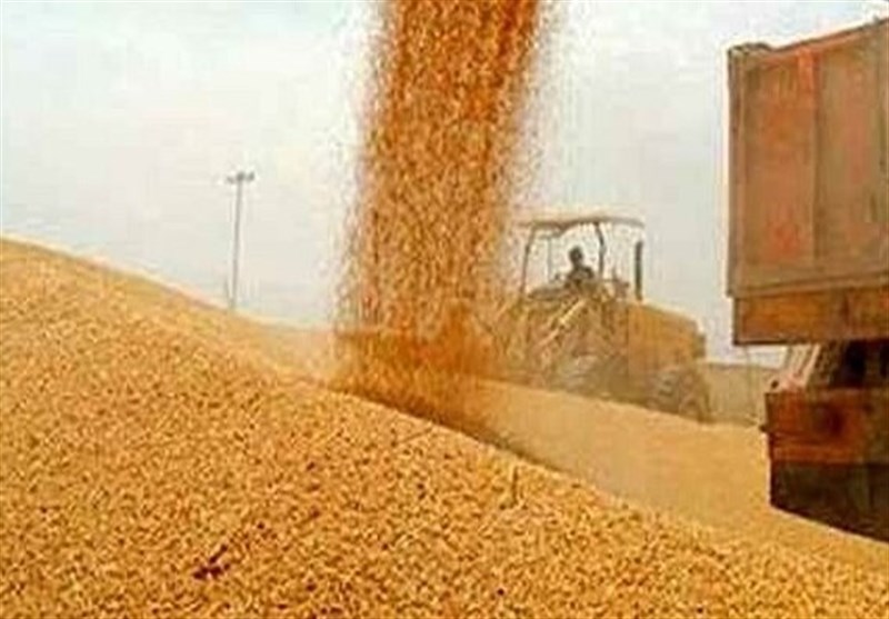خرید گندم در خراسان رضوی از مرز ۱۰۲ هزار تن گذشت