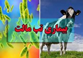 شناسایی بیش از ۴۰۰ بیمار مبتلا به تب مالت در استان کرمان
