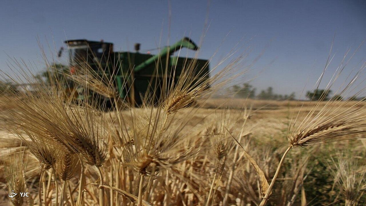 ۳۳ درصد مطالبات گندمکاران پرداخت شد