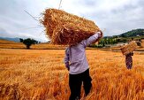 خرید ۱۵۰ هزار تن گندم از کشاورزان استان همدان