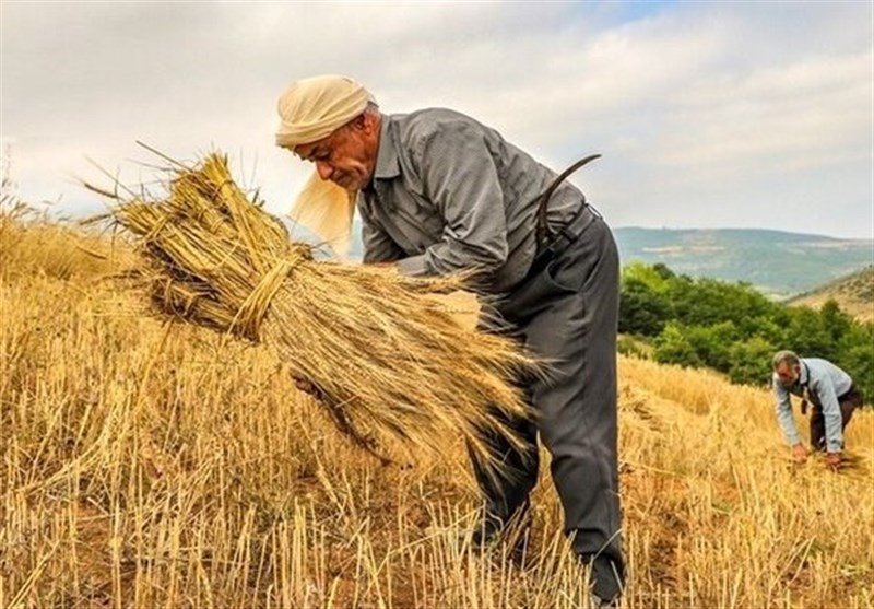 اجرای طرح جهش تولید در ۱۸۰ هکتار از اراضی دیم استان مرکزی