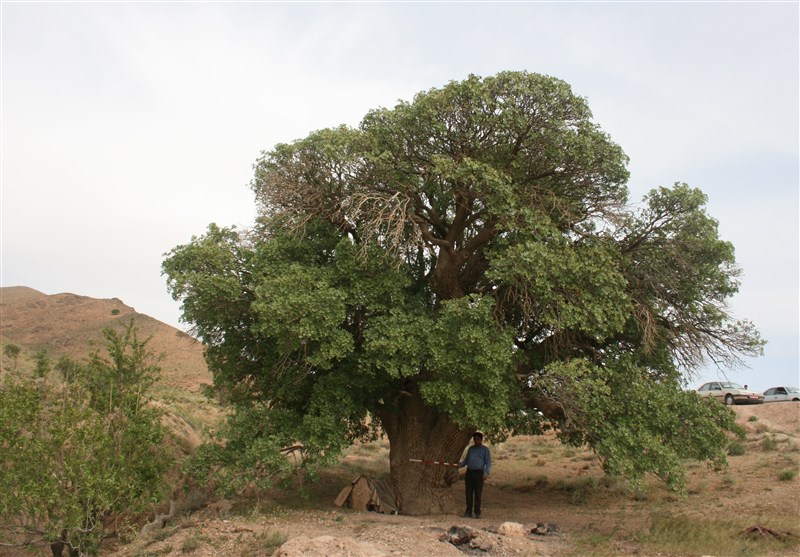 ۵ اثر جدید میراث‌طبیعی چهارمحال و بختیاری ثبت ملی شد