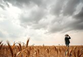 پیش‌بینی خرید تضمینی ۱۱۵ هزار تن گندم در مازندران