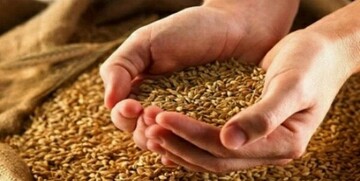 خبر مهم برای گندم‌کاران/ قیمت جدید گندم مشخص شد؟