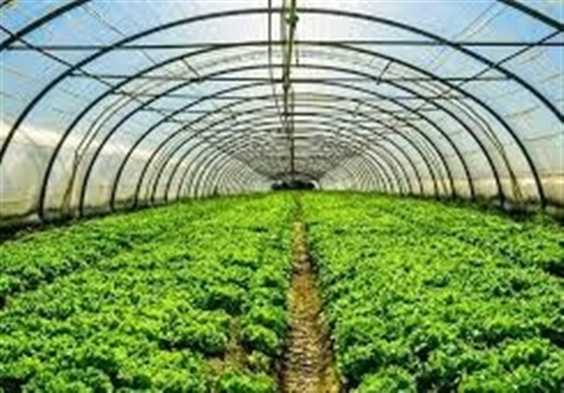 توسعه نادرست گلخانه‌ها تهدیدی برای امنیت غذایی است