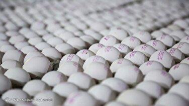 صادرات تخم مرغ به ۲۰ هزارتن رسید