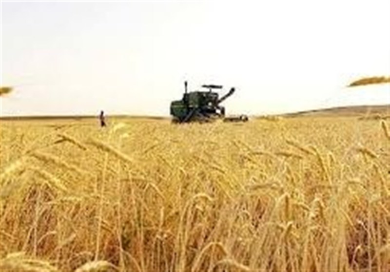 خرید تضمینی گندم در کالپوش آغاز شد