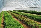 کنگاور در مسیر توسعه؛ از گلخانه‌های نوین تا مزارع خورشیدی
