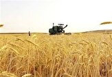 پیش‌بینی برداشت ۸۰ هزار تن گندم در چهارمحال و بختیاری