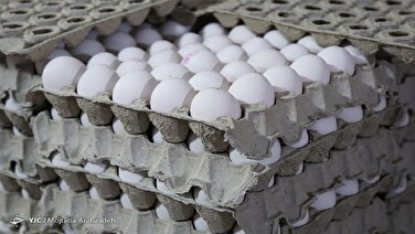 توزیع روزانه تخم مرغ در استان‌های شمالی به ۲۰۰ تن رسید/ قیمت منطقی هرعدد تخم مرغ ۵ هزار و ۵۰۰ تومان