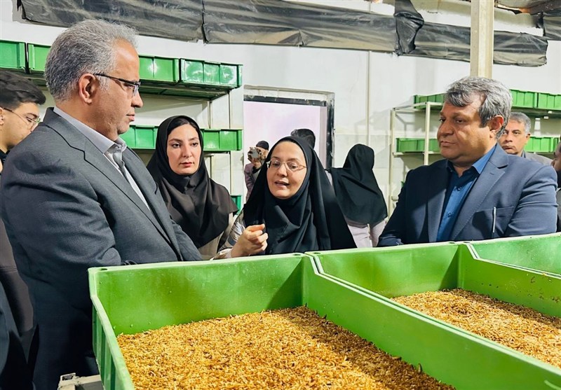 برنامه‌ریزی برای تبدیل سیستان و بلوچستان به قطب تولید پروتئین حشره‌ای کشور