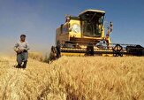 پرداخت جریمه دیرکرد به گندم‌کاران/تا پایان شهریور مطالبات پرداخت می‌شود