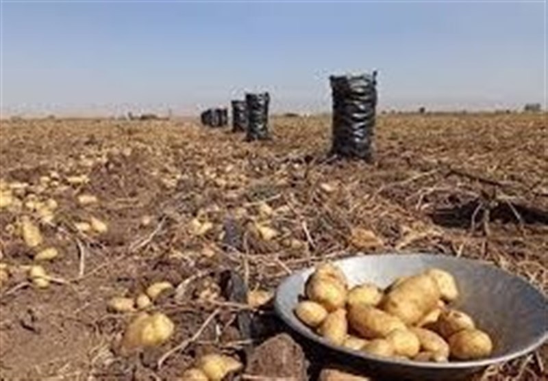 پیک تولید سیب‌زمینی را مدیریت می‌کنیم