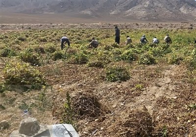 پیش‌بینی برداشت ۳۰۰ تن لوبیا در شاهرود