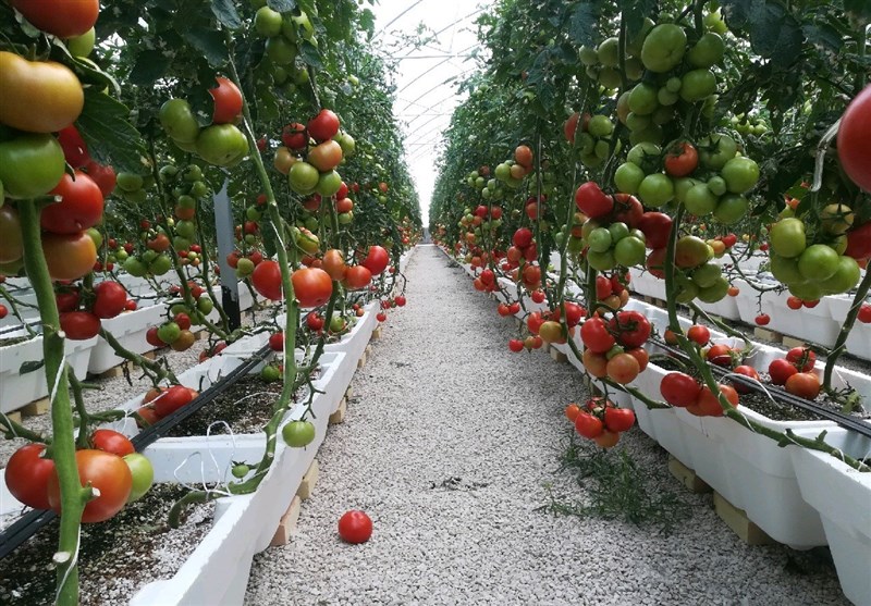 آیا مشکل تکراری تأمین سوخت گلخانه‌های جنوب استان کرمان حل می‌شود؟