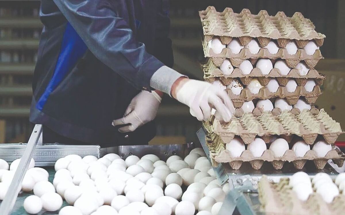 افشاگری رئیس انجمن مرغداران تخم گذار: ۹۰ درصد تخم مرغ‌ها بدون شناسه و نظارت به فروش می‌رود!/ مسبب تخم مرغ ۲۰۰ هزار تومانی کیست؟