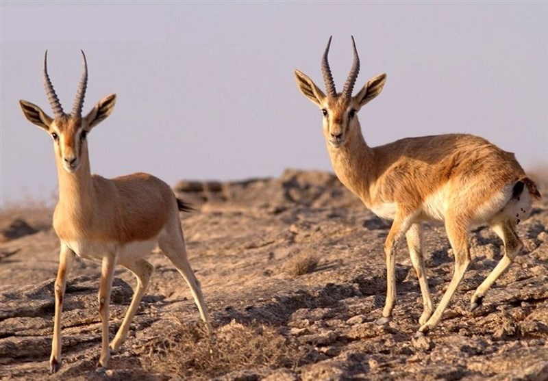 احیای آهوی جبیر در استان بوشهر در راستای حفاظت از گونه‌های در معرض تهدید