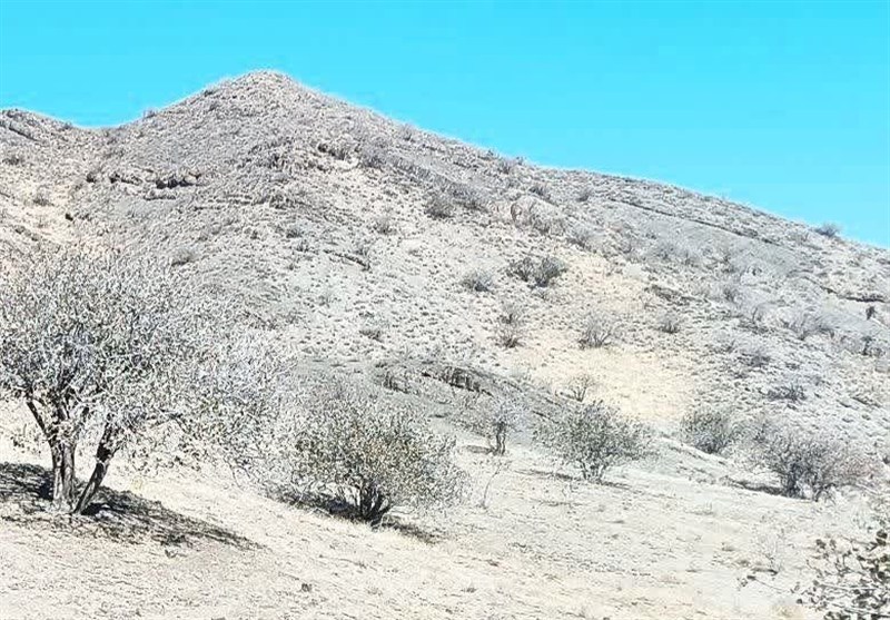 برداشت بی رویه پسته کوهی زیست بوم صالح‌آباد را تهدید می‌کند