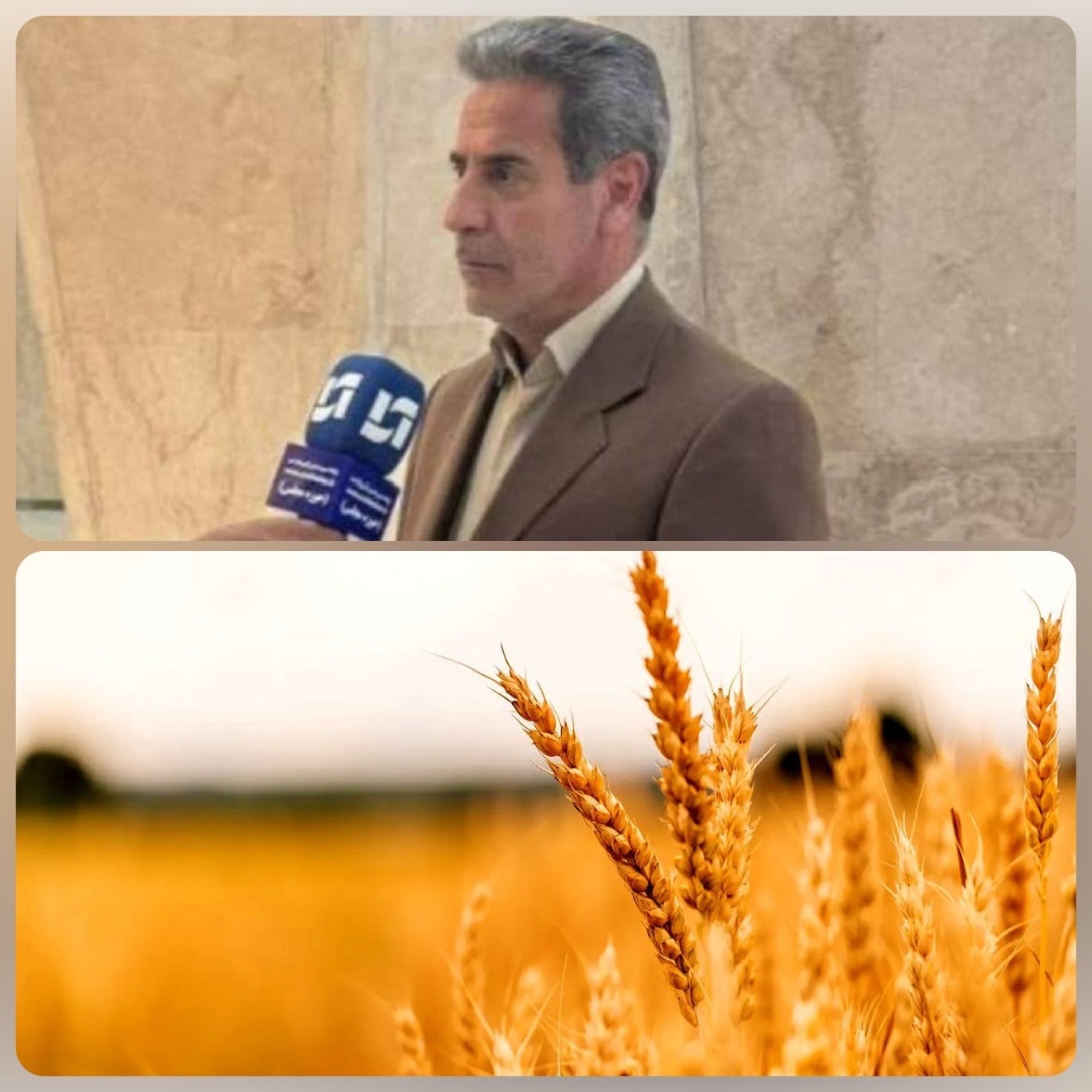 نرخ خرید تضمینی گندم باید واقعی‌سازی شود
