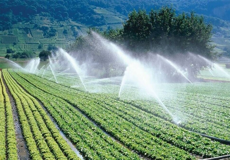 حرکت به سوی خودکفایی بذری در سیستان و بلوچستان