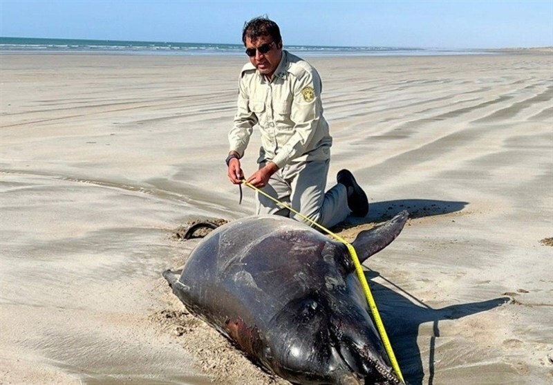 کشف لاشه 2 دلفین در ساحل شهرستان دشتیاری