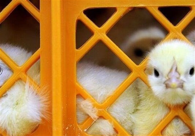 رشد 24 درصدی جوجه‌ریزی در مرغداری‌های هرمزگان/ افزایش 3 میلیون قطعه‌ای تولید