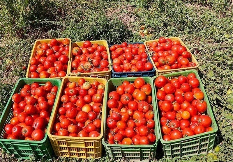 آغاز برداشت گوجهفرنگی خارج از فصل در پارسیان/تولید 113 هزار تن محصول باکیفیت صادراتی آغاز برداشت گوجهفرنگی خارج از فصل در پارسیان/تولید 113 هزار تن محصول باکیفیت صادراتی