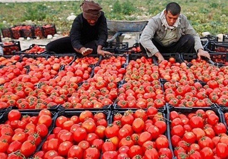 توسعه شبکه توزیع کالاهای اساسی در گلستان/ 5 روستابازار تا پایان سال افتتاح میشود توسعه شبکه توزیع کالاهای اساسی در گلستان/ 5 روستابازار تا پایان سال افتتاح میشود