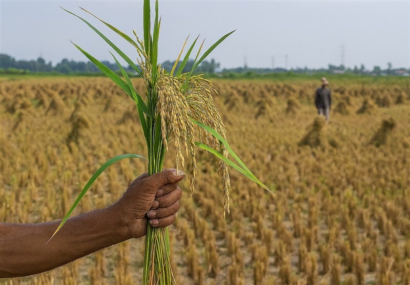 سازمان جهاد کشاورزی استان؛ متهم اصلی اتلاف آب و تولید کمارزش سازمان جهاد کشاورزی استان؛ متهم اصلی اتلاف آب و تولید کمارزش