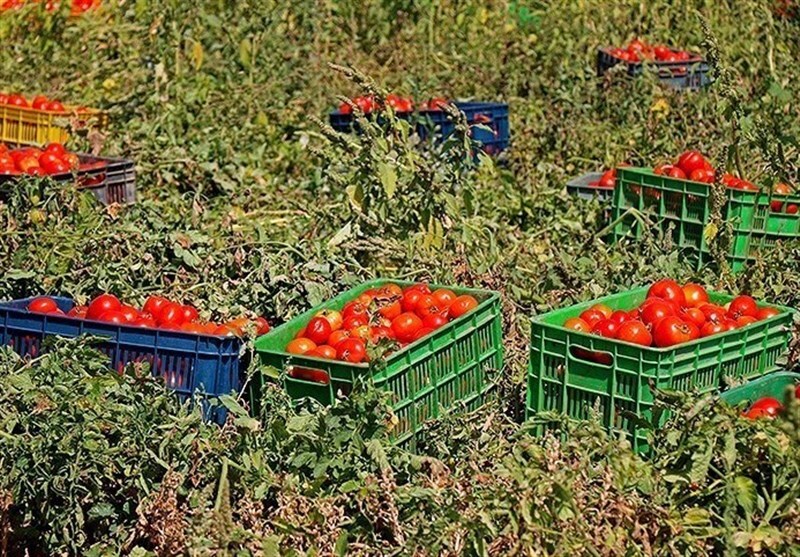 اتخاذ راهکارهای تسهیل صادرات گوجه فرنگی استان بوشهر