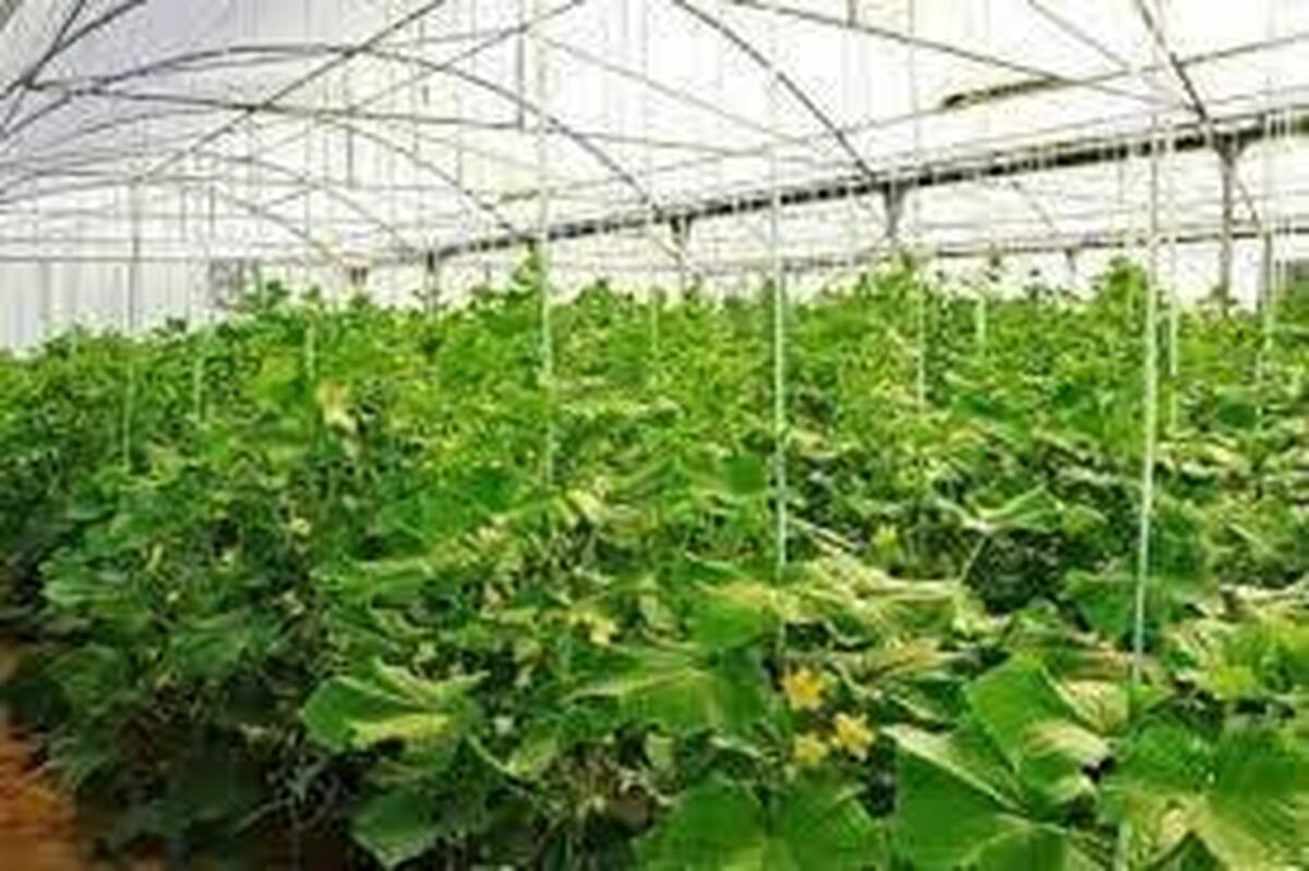 جهش تولید در دل کویر با کشت‌های نوین گلخانه ای