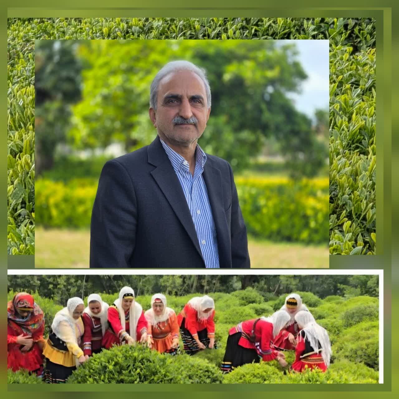 رئیس سازمان چای کشور گفت: میزان مصرف چای برای هر خانوار در طول یک سال بهطور متوسط حدود یک کیلوگرم است رئیس سازمان چای کشور گفت: میزان مصرف چای برای هر خانوار در طول یک سال بهطور متوسط حدود یک کیلوگرم است
