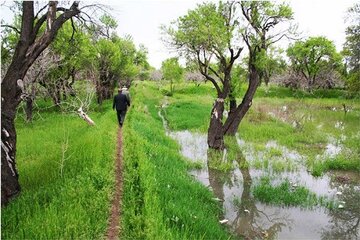 ۹۹هزار هکتار از باغات قزوین شناسنامه دار شدند