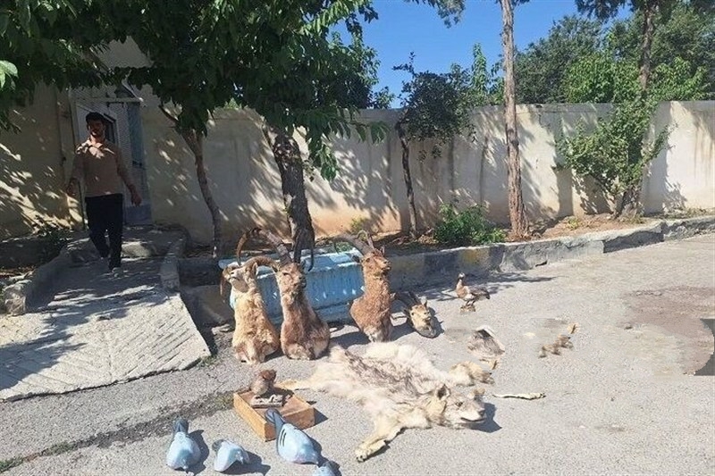 دستگیری باند شکارچیان غیرمجاز و محموله تاکسیدرمی در چهارمحال و بختیاری