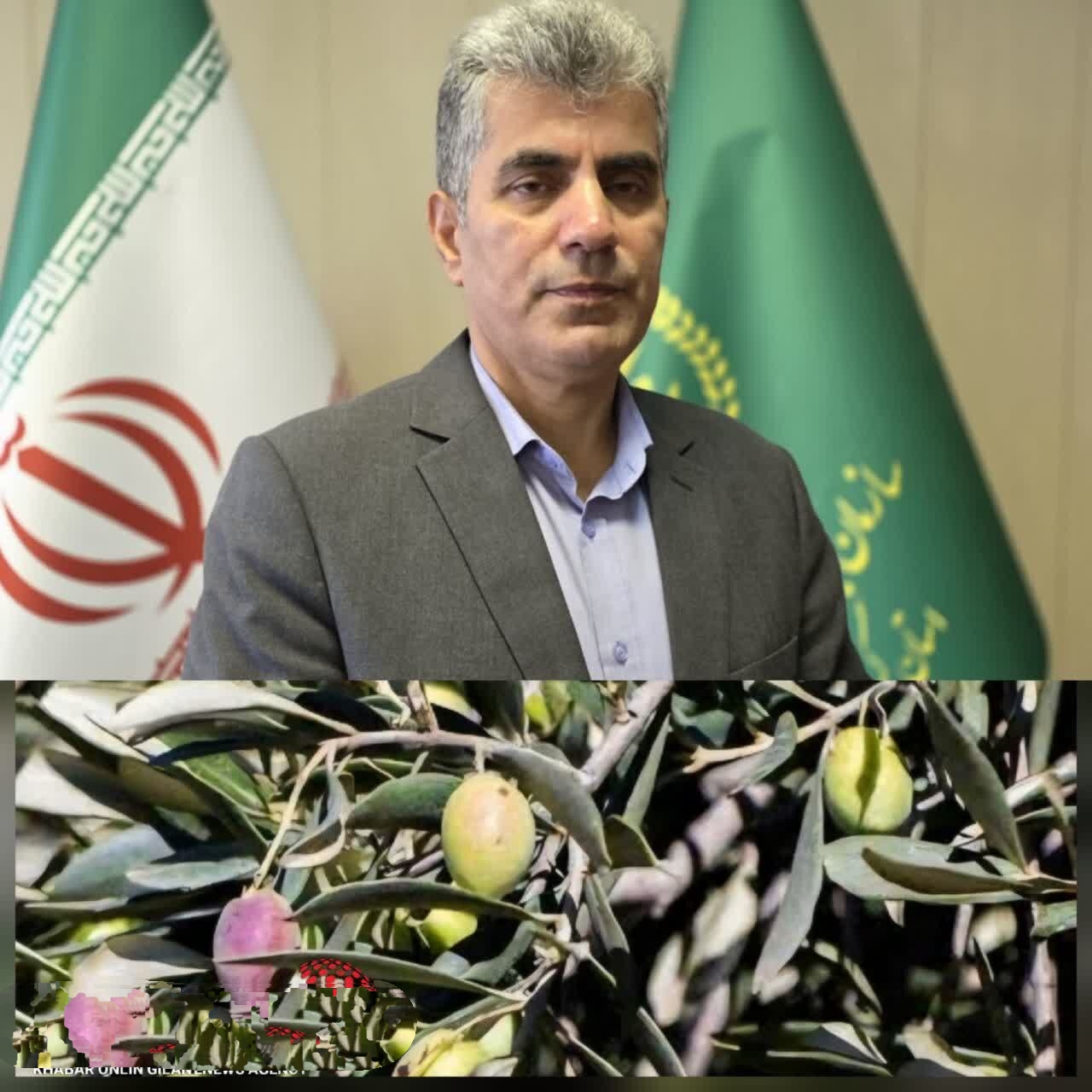 رئیس جهاد کشاورزی استان خبر داد :آغاز برداشت نوبرانه زیتون با رقم ماری در رودبار