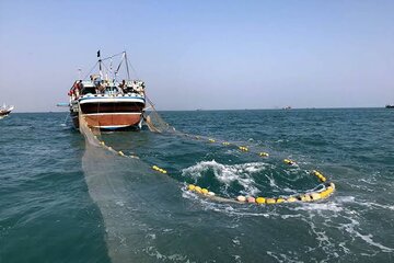 صید ۸۰ تن ماهی تُن در آبهای دور هرمزگان و اقیانوس هند صید ۸۰ تن ماهی تُن در آبهای دور هرمزگان و اقیانوس هند
