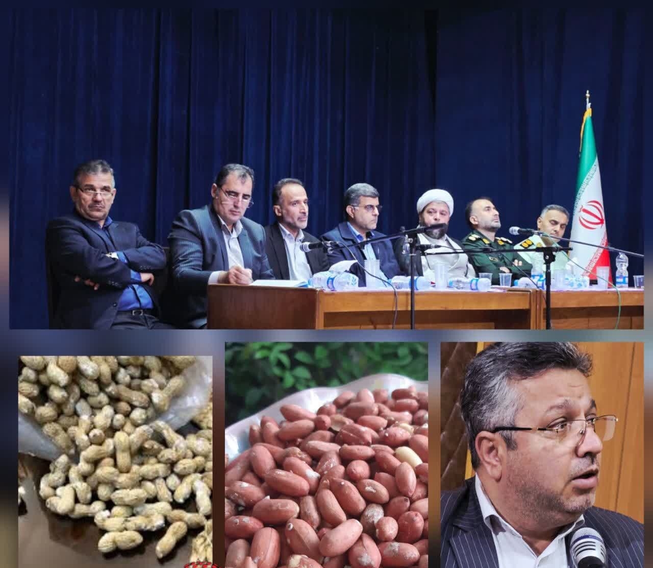 مدیر جهاد کشاورزی شهرستان آستانه‌اشرفیه:آغاز فصل برداشت بادام‌زمینی در آستانه‌اشرفیه؛ تأکید بر برداشت به‌موقع و افزایش بهره‌وری